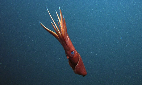 deepseasquid
